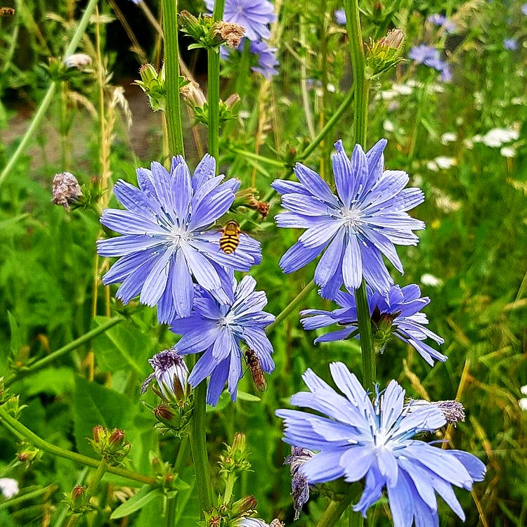 Gewöhnliche Wegwarte (Cichorium intybus)