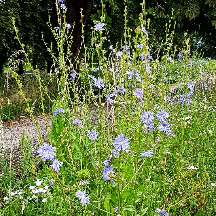 Gewöhnliche Wegwarte (Cichorium intybus)