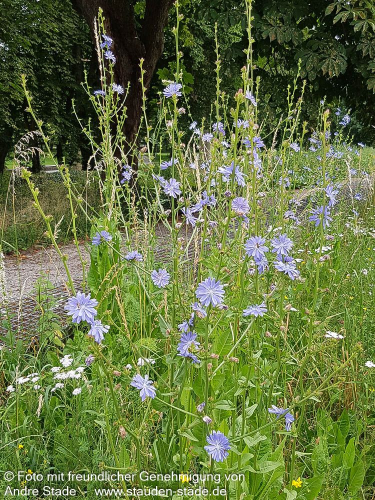 Gewöhnliche Wegwarte (Cichorium intybus)