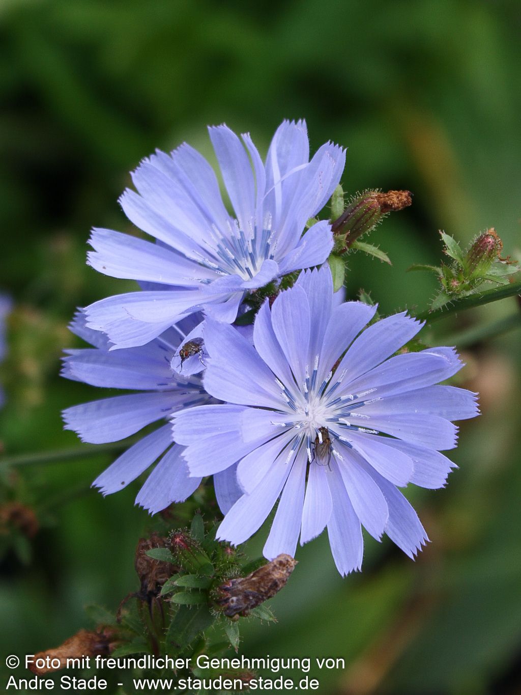 Gewöhnliche Wegwarte (Cichorium intybus)