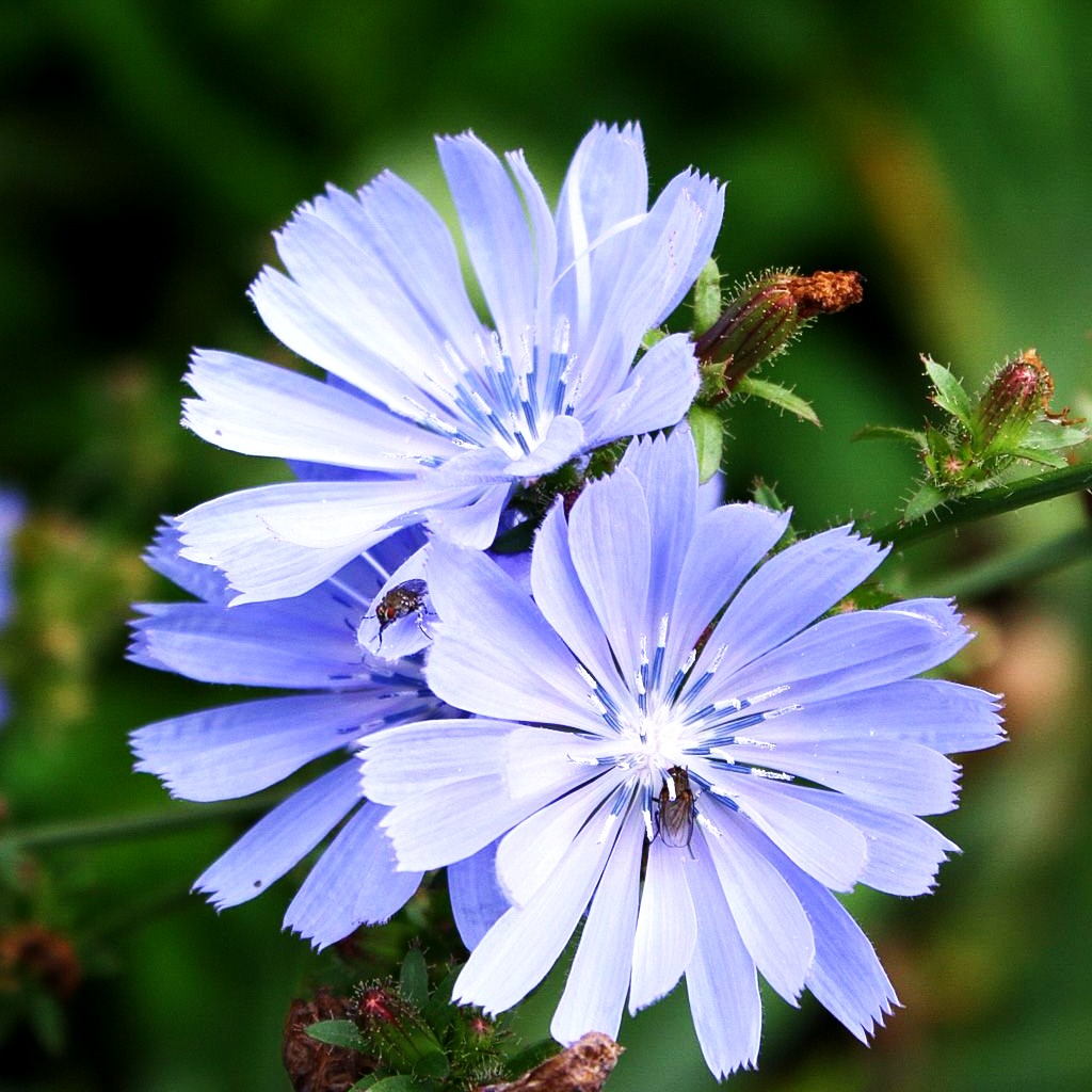 Gewöhnliche Wegwarte (Cichorium intybus)