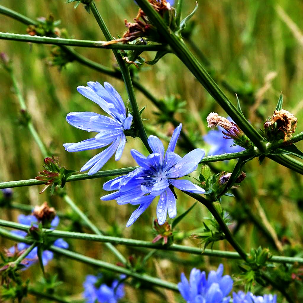 Gewöhnliche Wegwarte (Cichorium intybus)