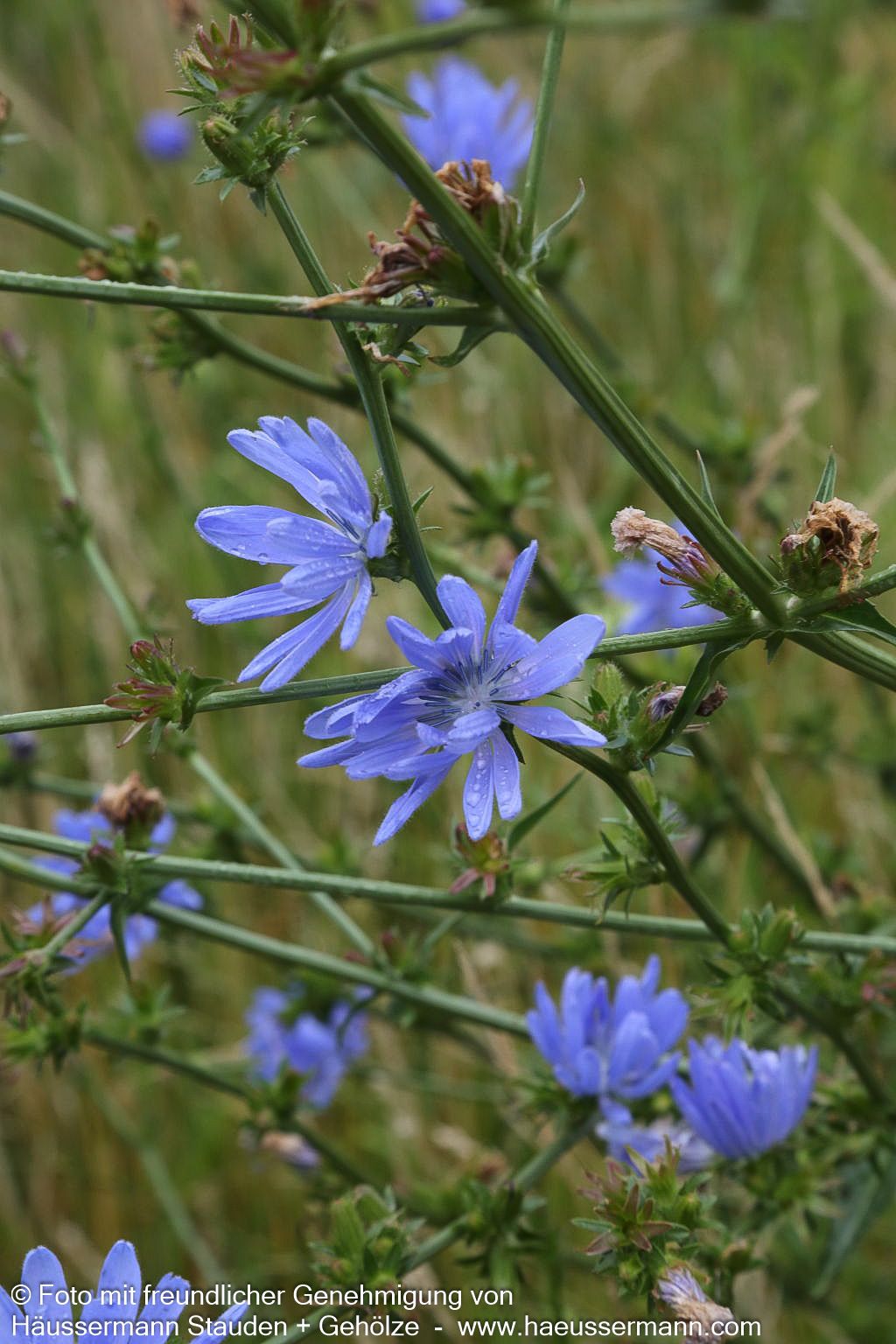 Gewöhnliche Wegwarte (Cichorium intybus)