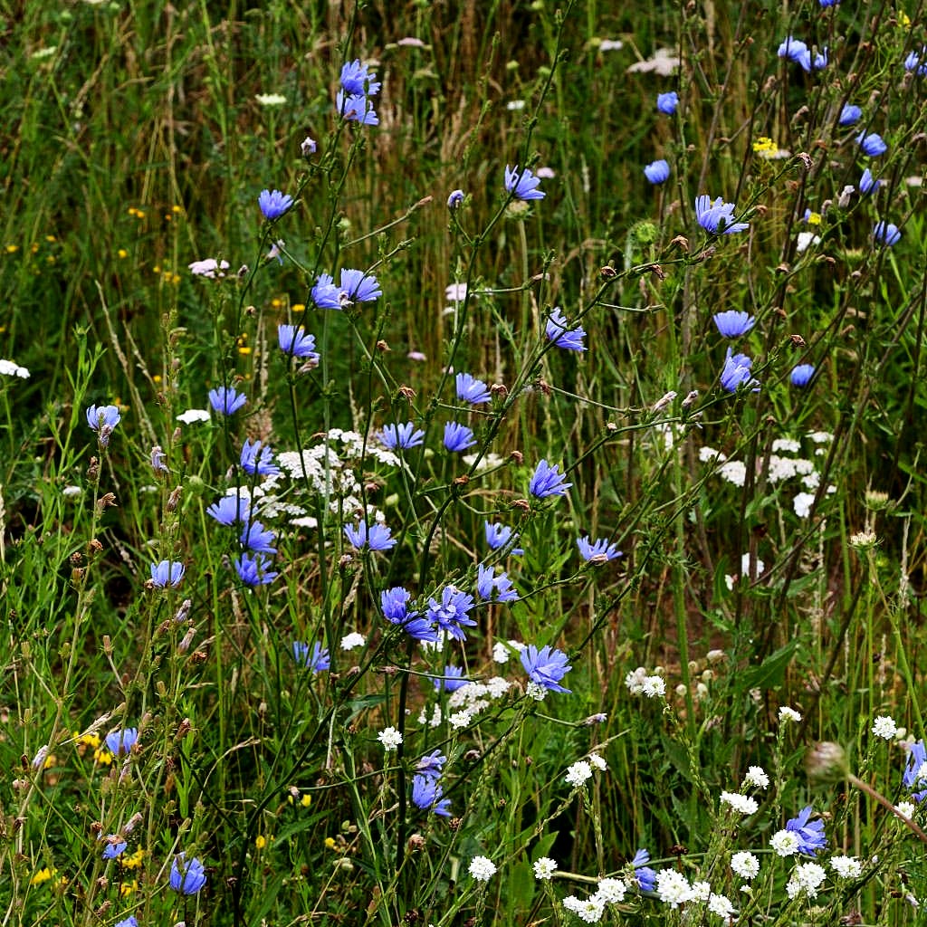 Gewöhnliche Wegwarte (Cichorium intybus)