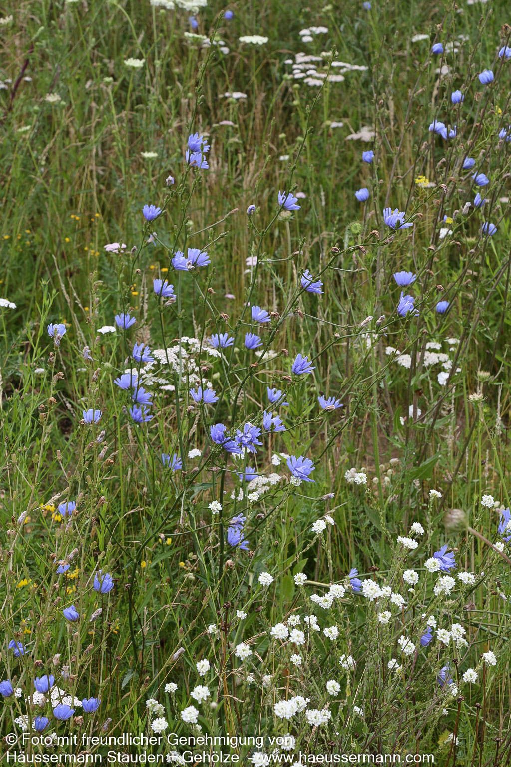 Gewöhnliche Wegwarte (Cichorium intybus)