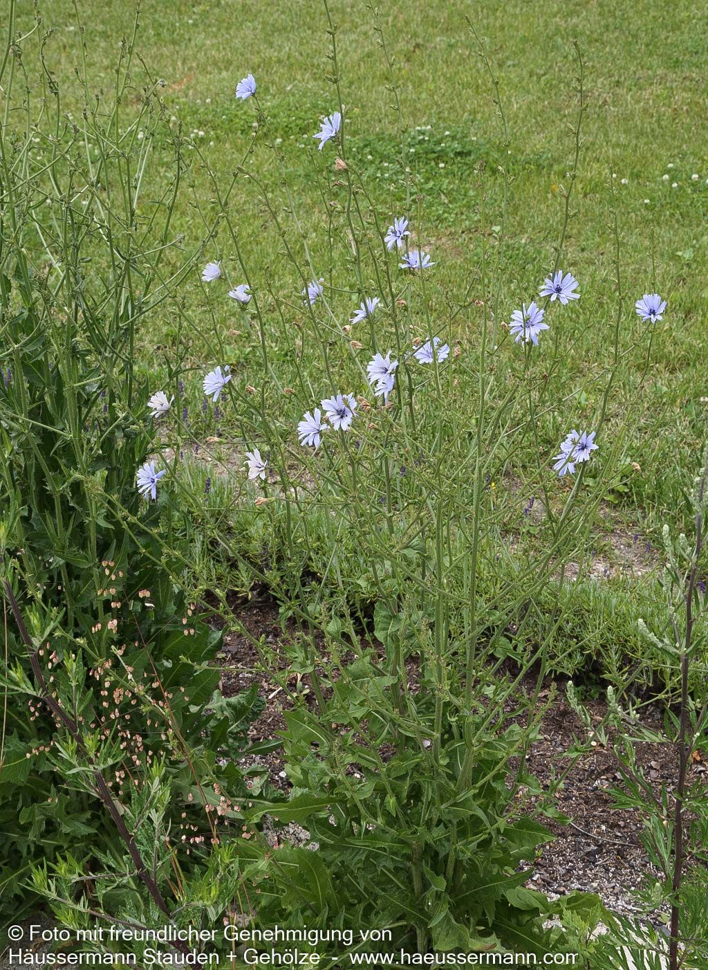 Gewöhnliche Wegwarte (Cichorium intybus)