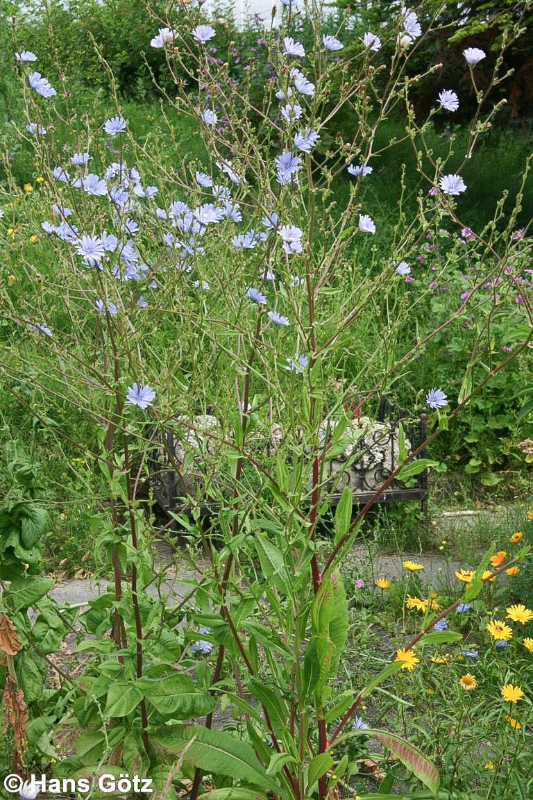 Gewöhnliche Wegwarte (Cichorium intybus)