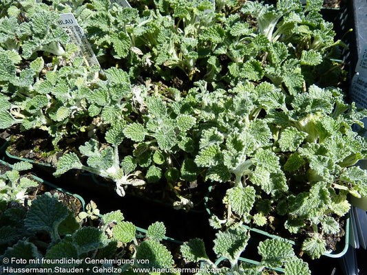 Gewöhnlicher Andorn (Marrubium vulgare)