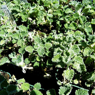 Gewöhnlicher Andorn (Marrubium vulgare)