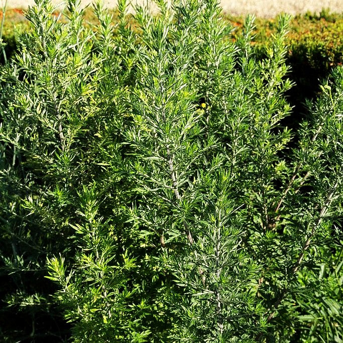 Gewöhnlicher Beifuß (Artemisia vulgaris)