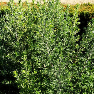 Gewöhnlicher Beifuß (Artemisia vulgaris)