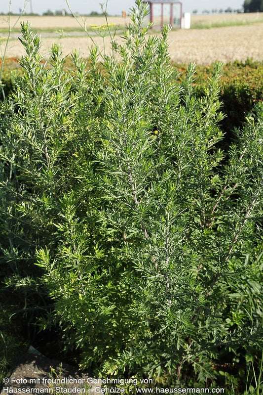 Gewöhnlicher Beifuß (Artemisia vulgaris)