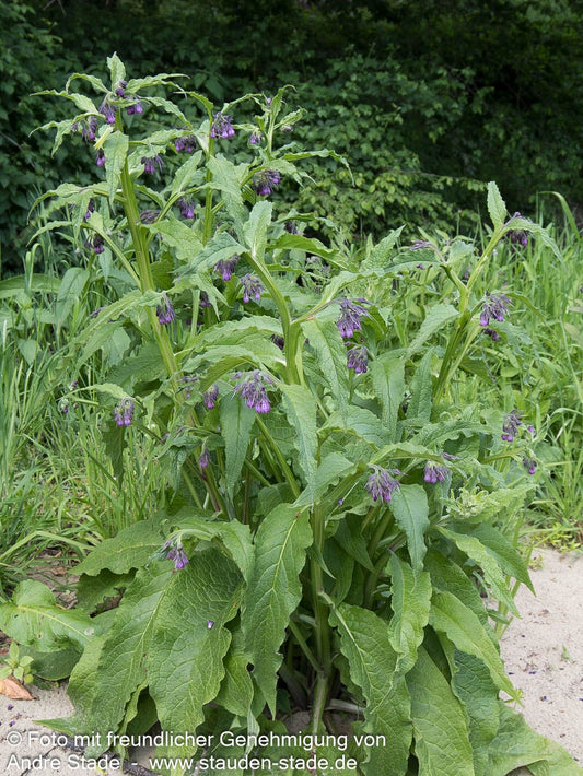 Gewöhnlicher Beinwell (Symphytum officinale)