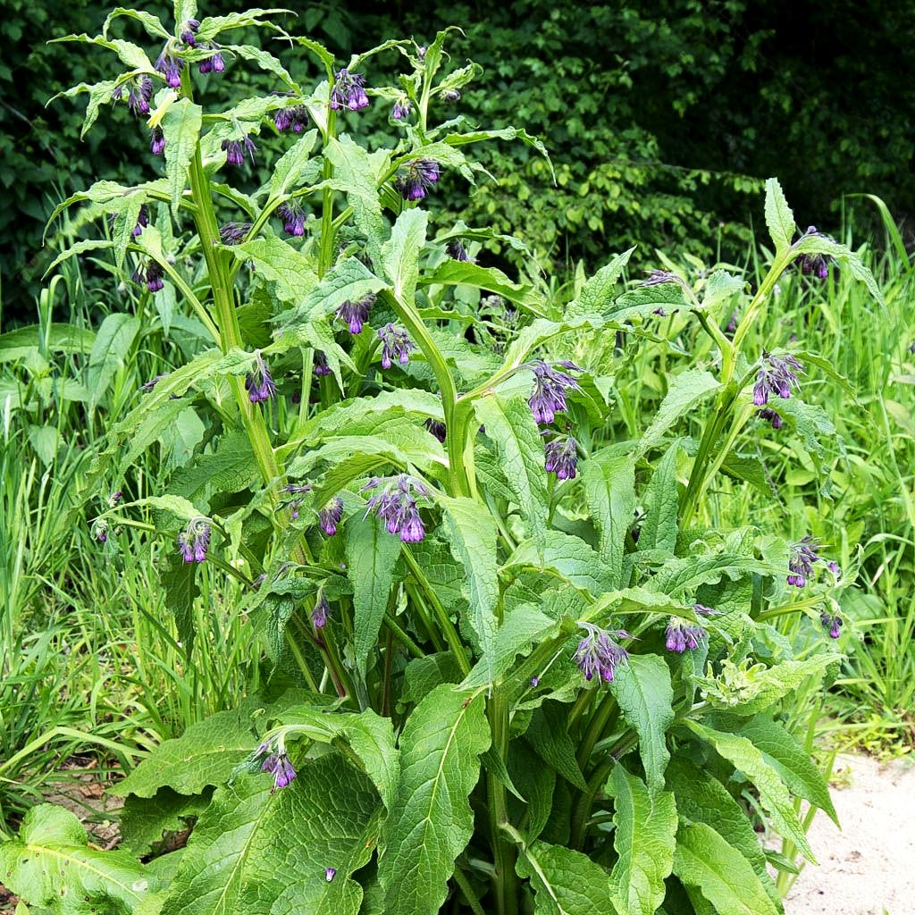 Gewöhnlicher Beinwell (Symphytum officinale)