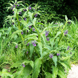 Gewöhnlicher Beinwell (Symphytum officinale)