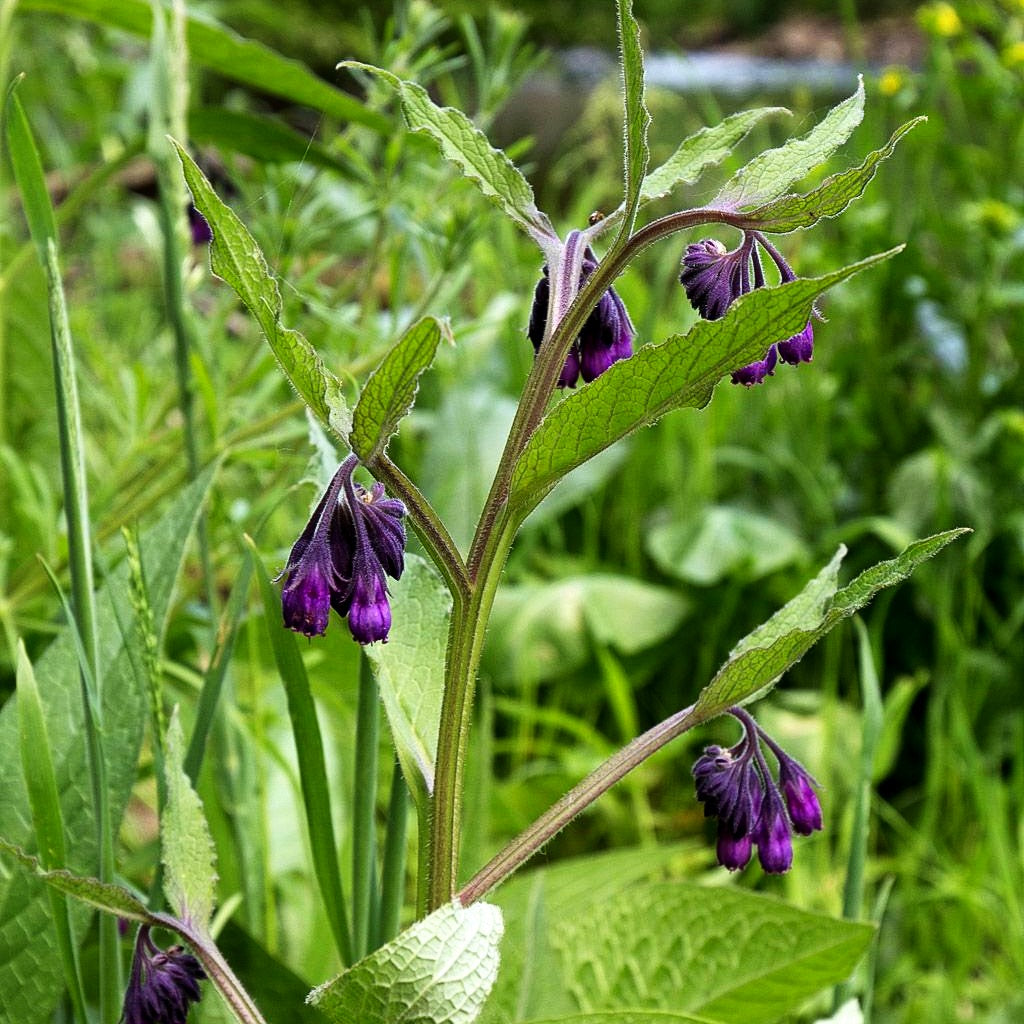 Gewöhnlicher Beinwell (Symphytum officinale)