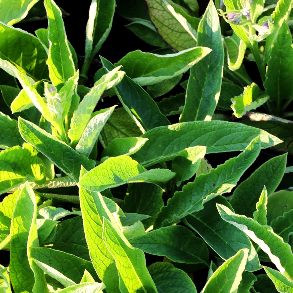 Gewöhnlicher Beinwell (Symphytum officinale)