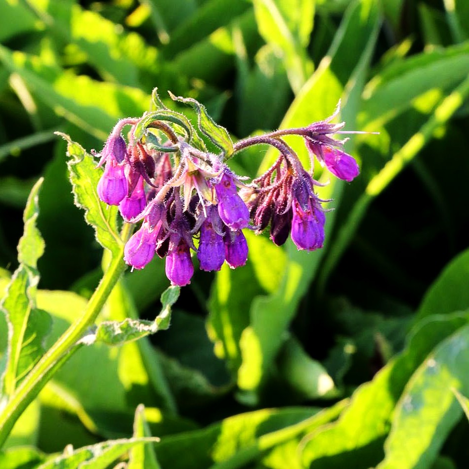 Gewöhnlicher Beinwell (Symphytum officinale)