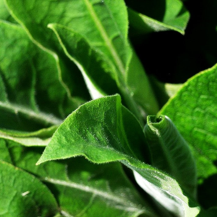 Gewöhnlicher Beinwell (Symphytum officinale)