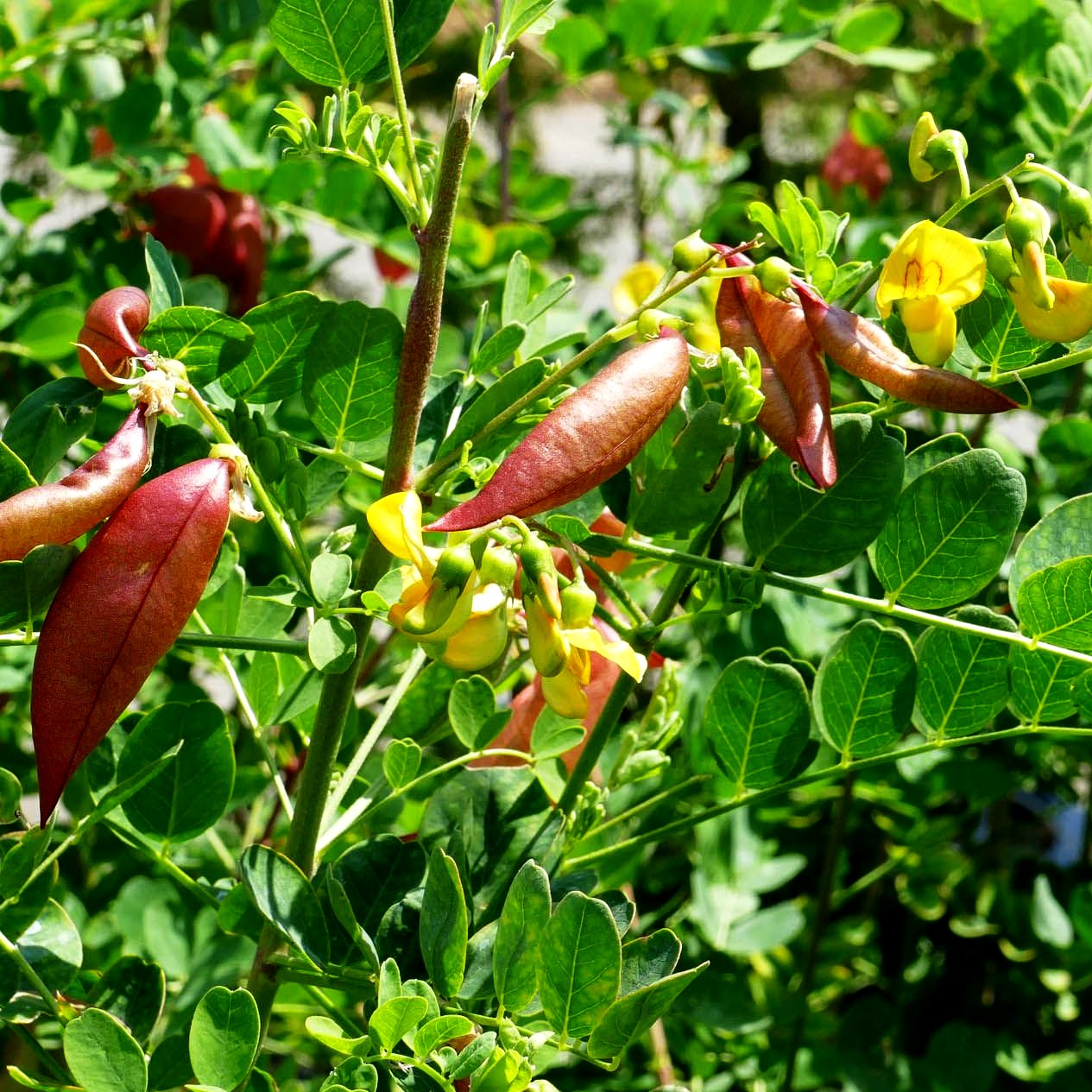 Gewöhnlicher Blasenstrauch (Colutea arborescens)