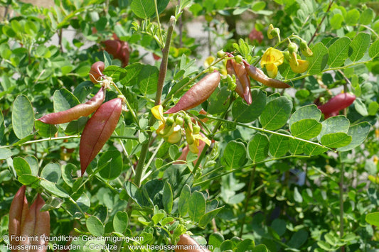 Gewöhnlicher Blasenstrauch (Colutea arborescens)
