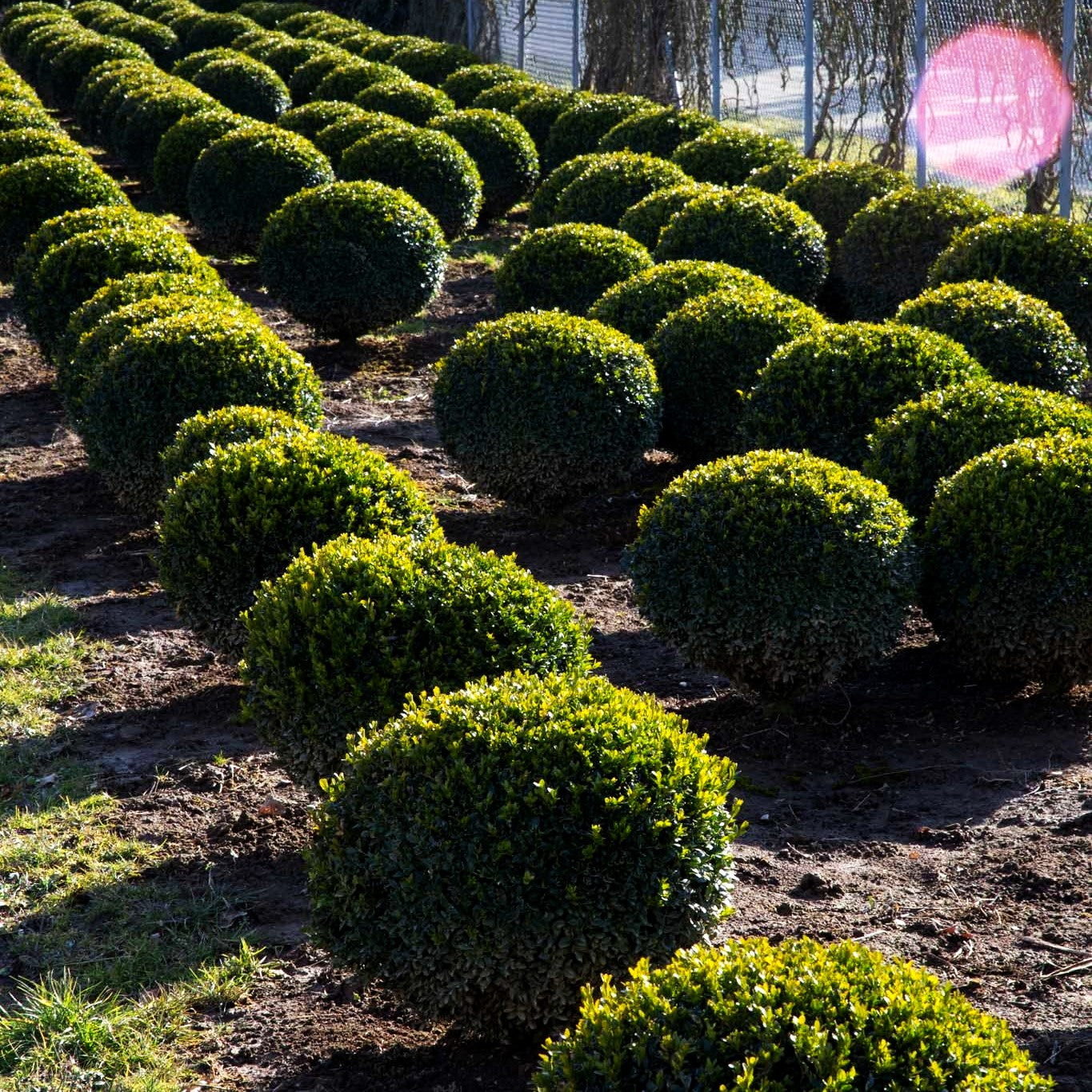 Gewöhnlicher Buchsbaum (Buxus sempervirens var.arborescens)