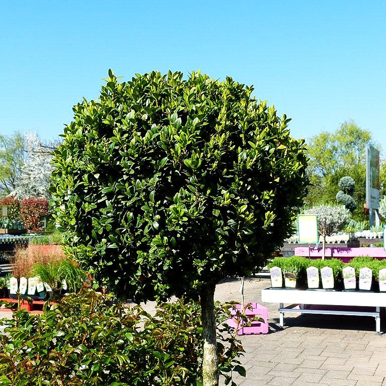 Gewöhnlicher Buchsbaum (Buxus sempervirens var.arborescens)