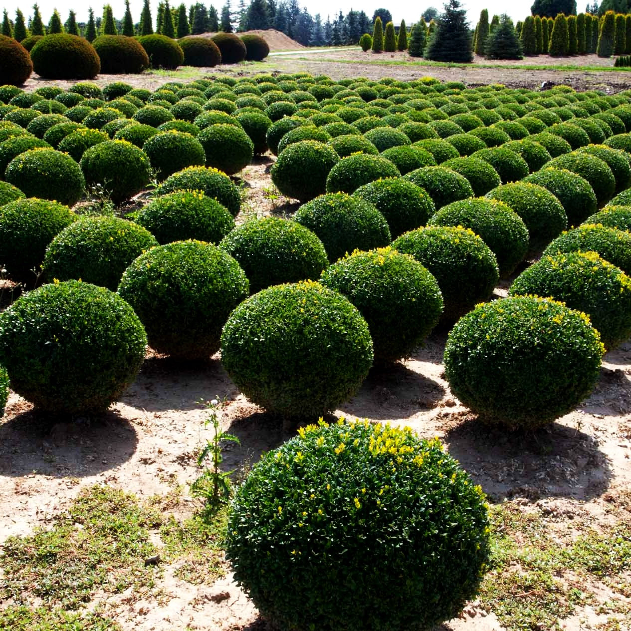 Gewöhnlicher Buchsbaum (Buxus sempervirens var.arborescens)