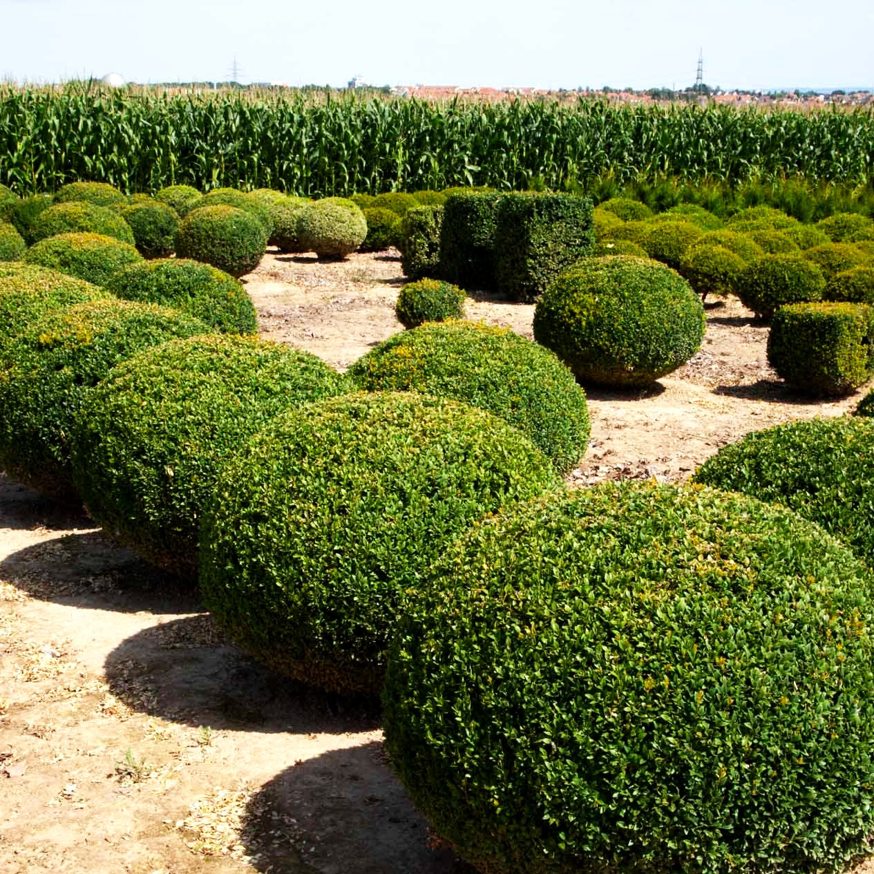 Gewöhnlicher Buchsbaum (Buxus sempervirens var.arborescens)