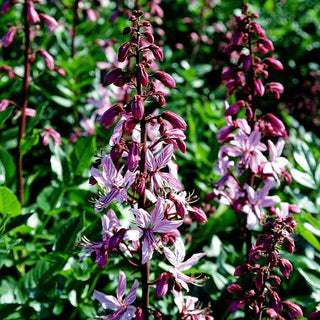 Gewöhnlicher Diptam (Dictamnus albus)