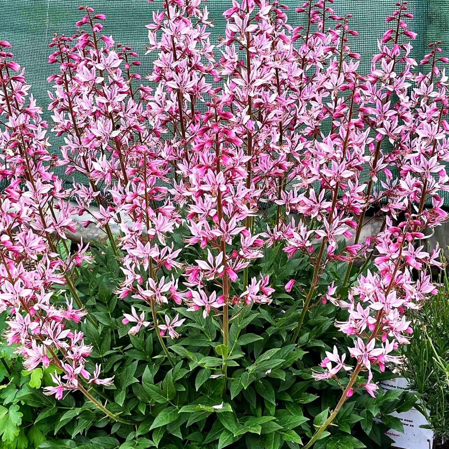 Gewöhnlicher Diptam (Dictamnus albus)