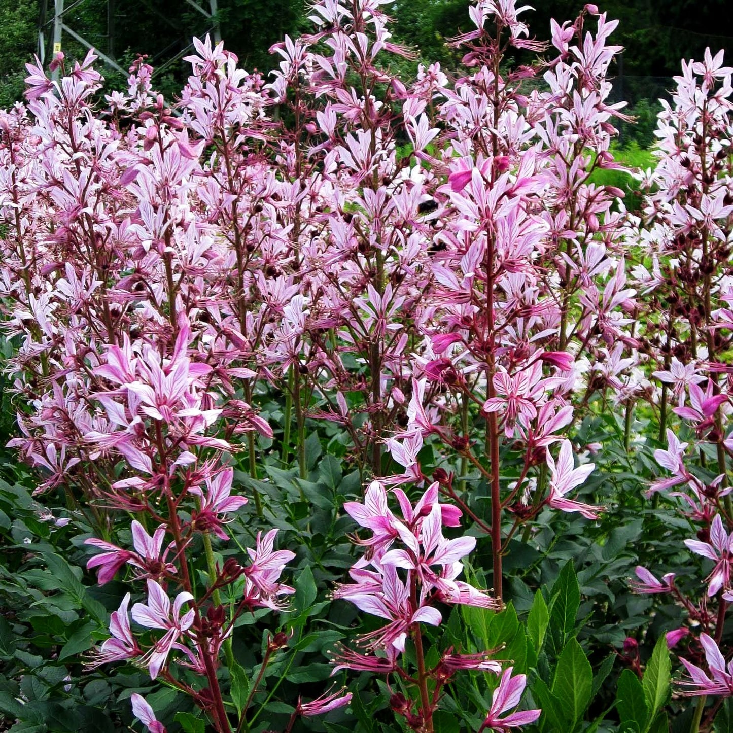 Gewöhnlicher Diptam (Dictamnus albus)