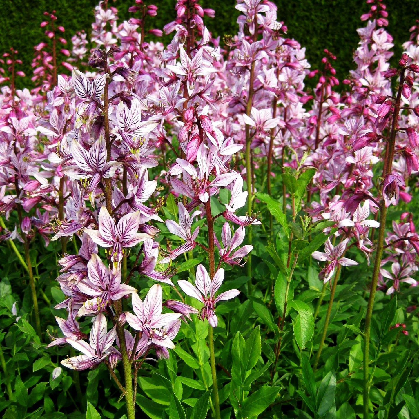 Gewöhnlicher Diptam (Dictamnus albus)