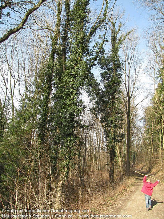 Gewöhnlicher Efeu (Hedera helix)