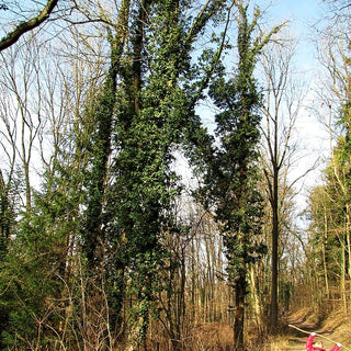 Gewöhnlicher Efeu (Hedera helix)