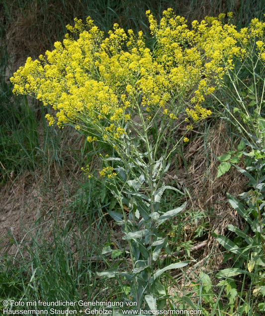 Gewöhnlicher Färberwaid (Isatis tinctoria)