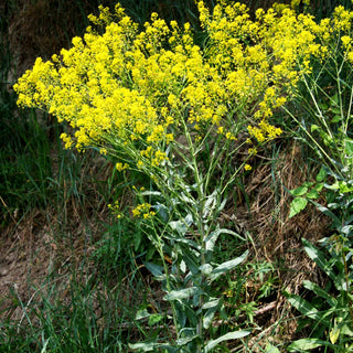 Gewöhnlicher Färberwaid (Isatis tinctoria)