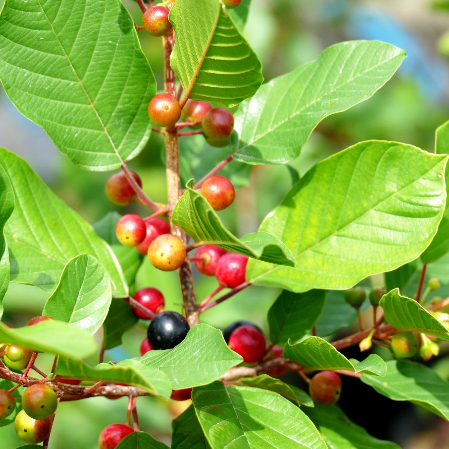 Gewöhnlicher Faulbaum (Rhamnus frangula)
