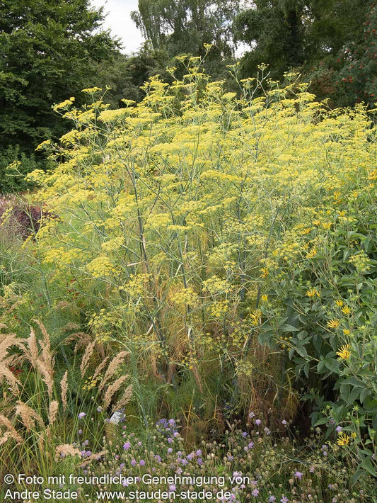 Gewöhnlicher Fenchel (Foeniculum vulgare)