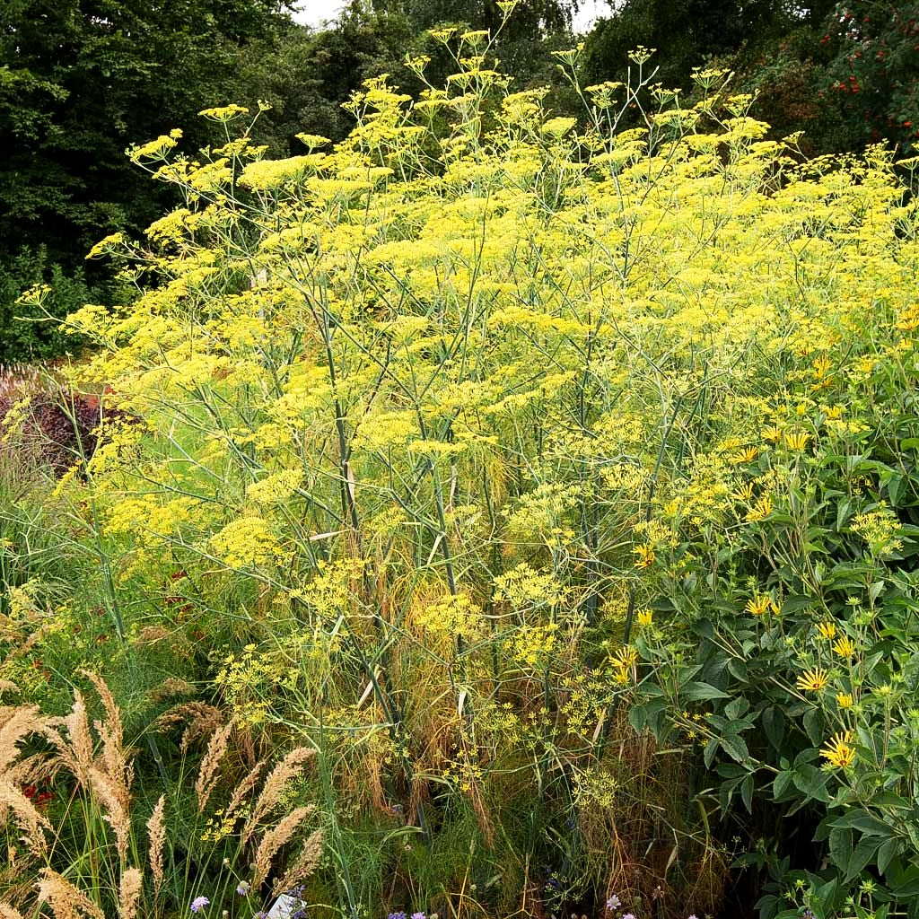 Gewöhnlicher Fenchel (Foeniculum vulgare)