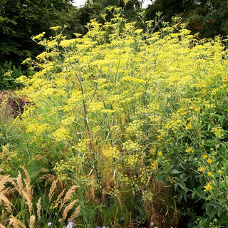 Gewöhnlicher Fenchel (Foeniculum vulgare)