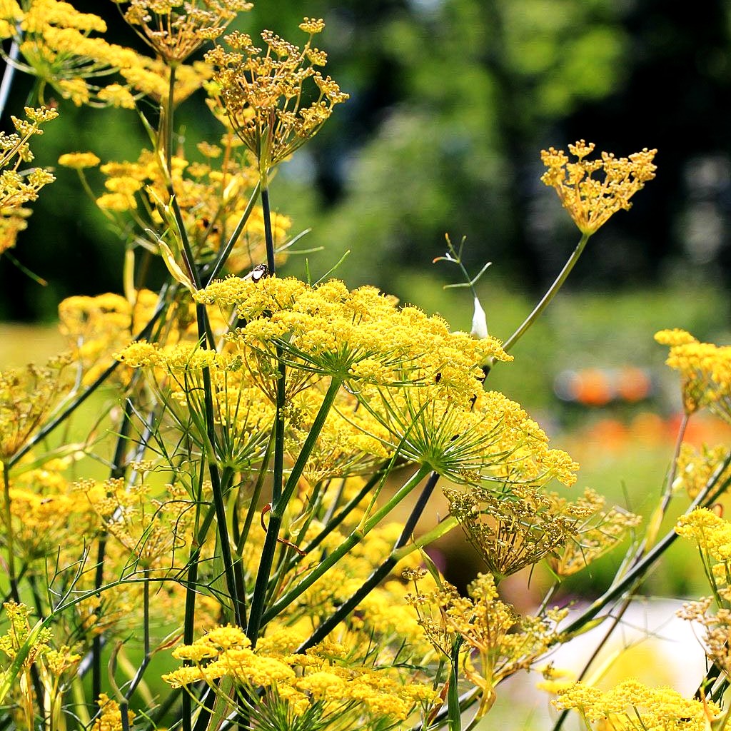 Gewöhnlicher Fenchel (Foeniculum vulgare)
