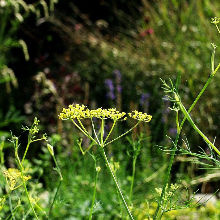 Gewöhnlicher Fenchel (Foeniculum vulgare)