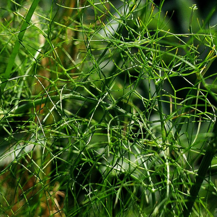 Gewöhnlicher Fenchel (Foeniculum vulgare)