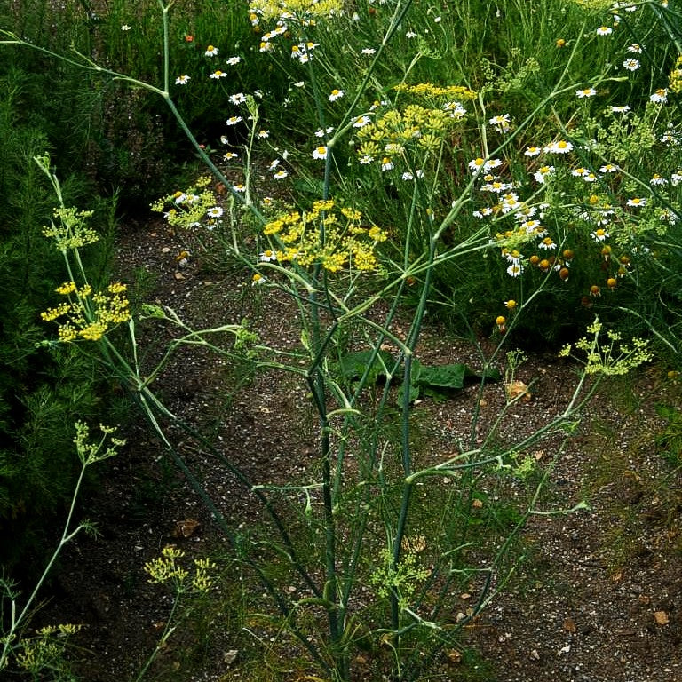 Gewöhnlicher Fenchel (Foeniculum vulgare)