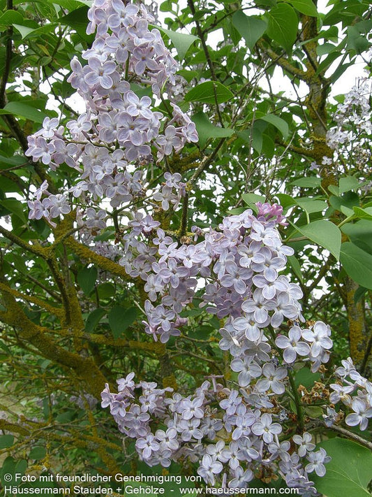 Gewöhnlicher Flieder (Syringa vulgaris)