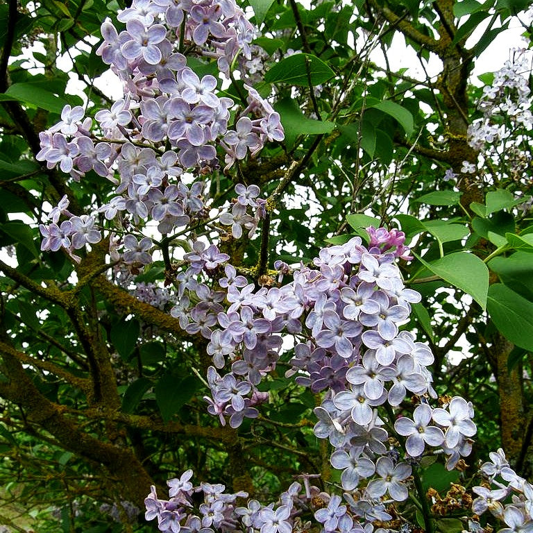 Gewöhnlicher Flieder (Syringa vulgaris)