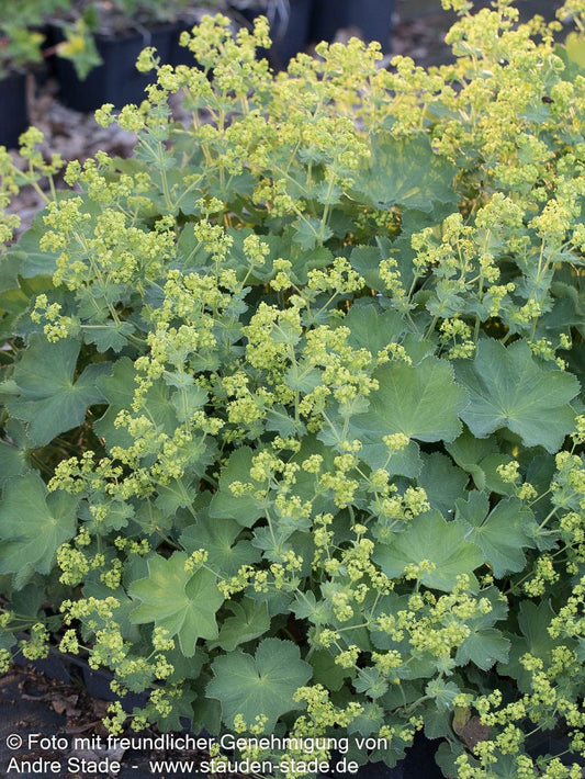 Gewöhnlicher Frauenmantel (Alchemilla xanthochlora)