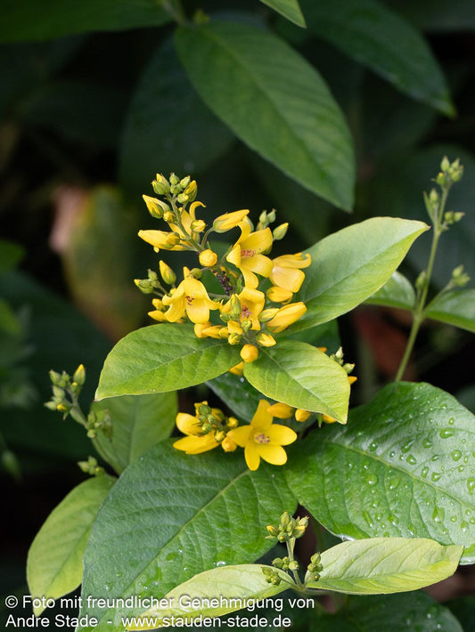 Gewöhnlicher Gilbweiderich (Lysimachia vulgaris)