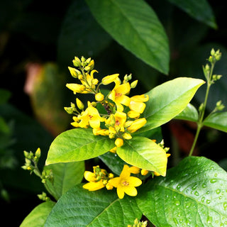 Gewöhnlicher Gilbweiderich (Lysimachia vulgaris)